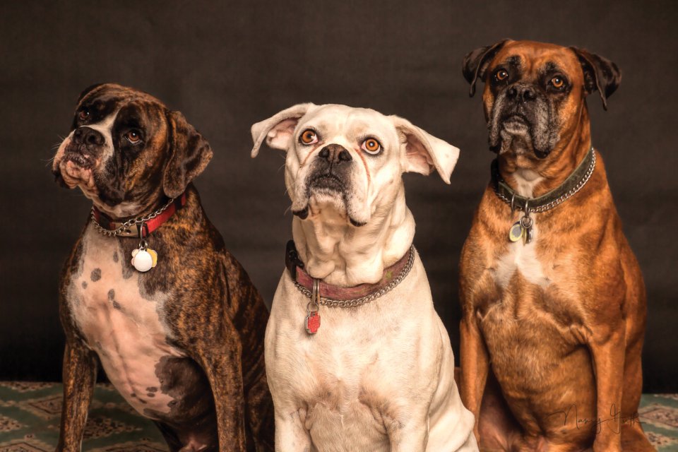 Boxer (image credits: stocksnap)