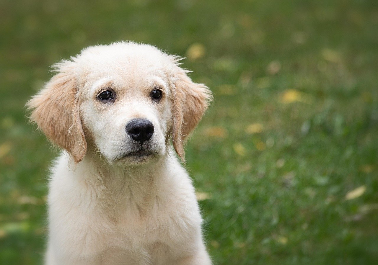 Golden Retriever: The Gentle Companion (image credits: pixabay)