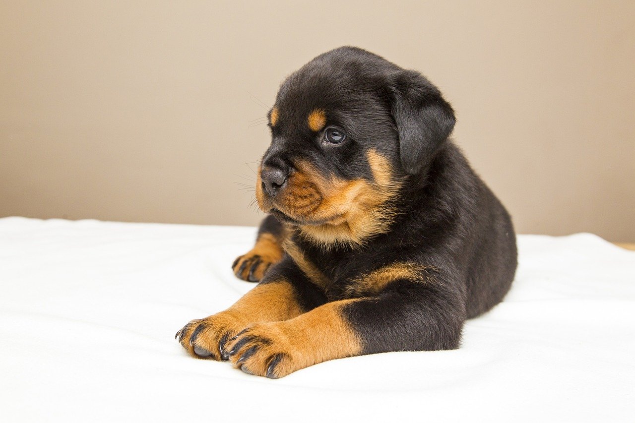 1. Rottweiler: The Gentle Guardian (image credits: pixabay)