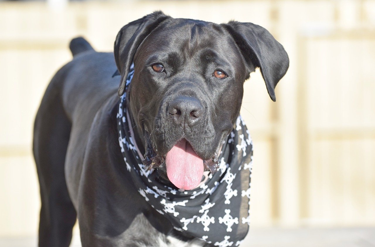 6. Cane Corso: The Loyal Guardian (image credits: pixabay)
