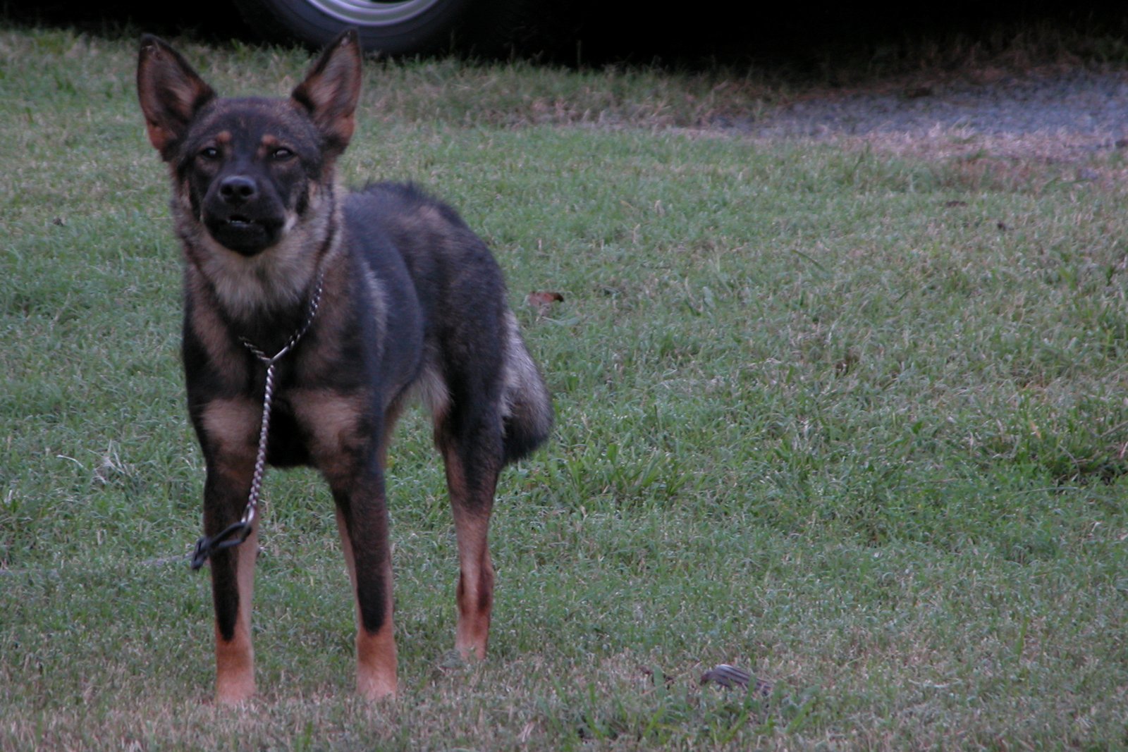 They Show Aggression (image credits: wikimedia)