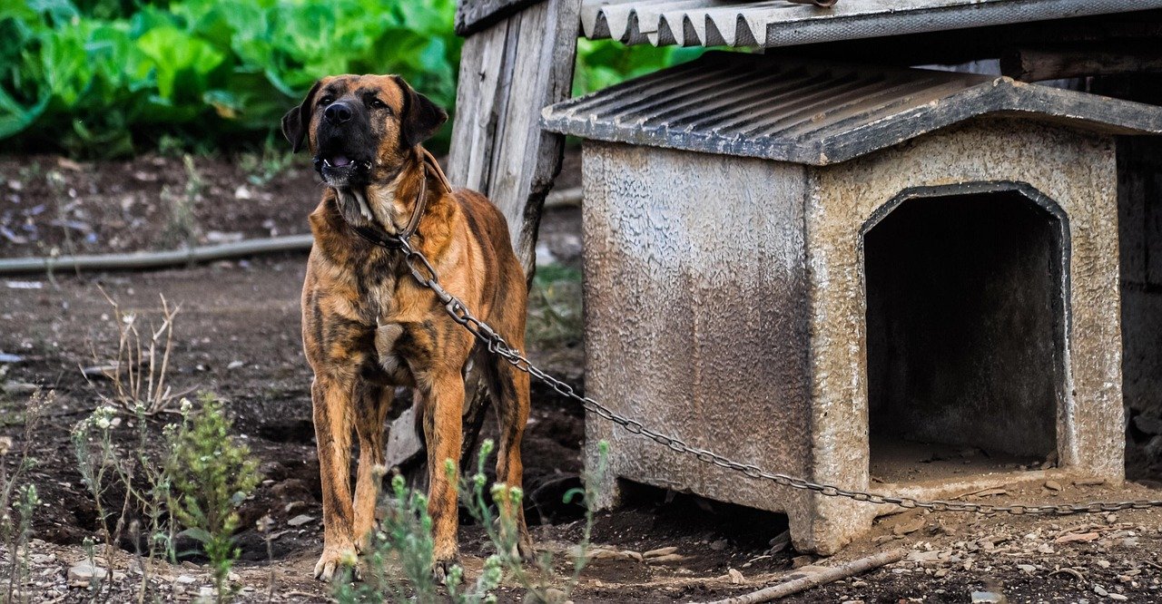 They Guard Resources (image credits: pixabay)