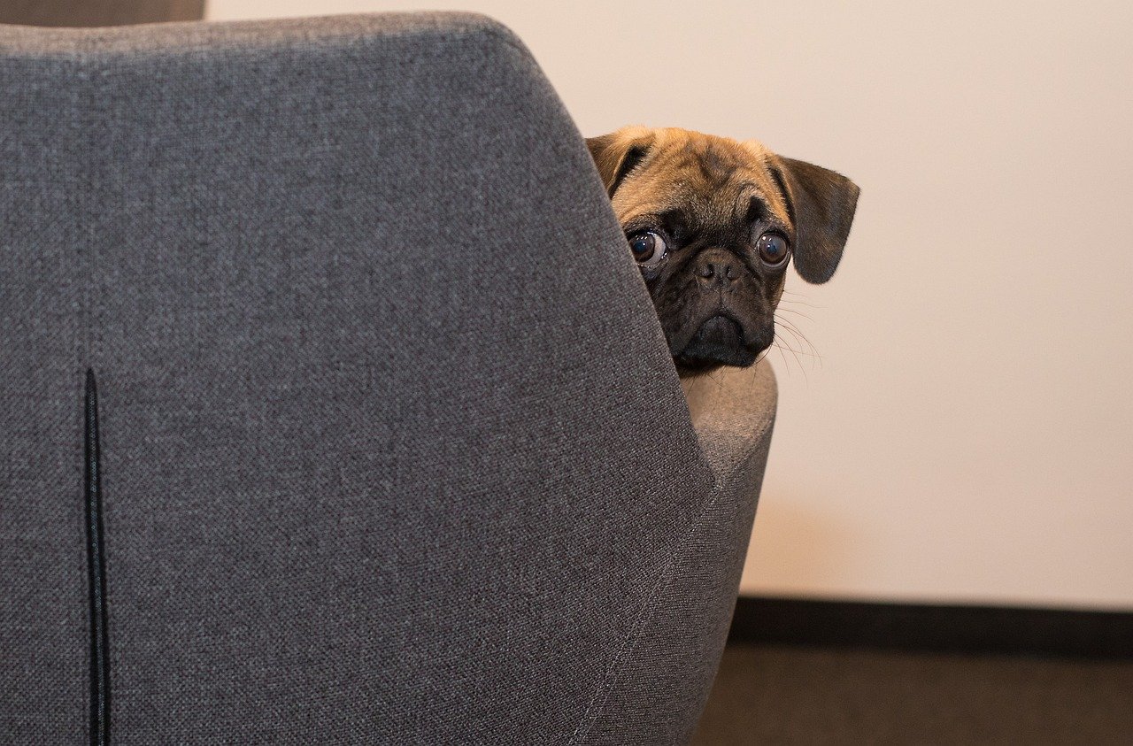 Pug: The Comedic Companion (image credits: pixabay)
