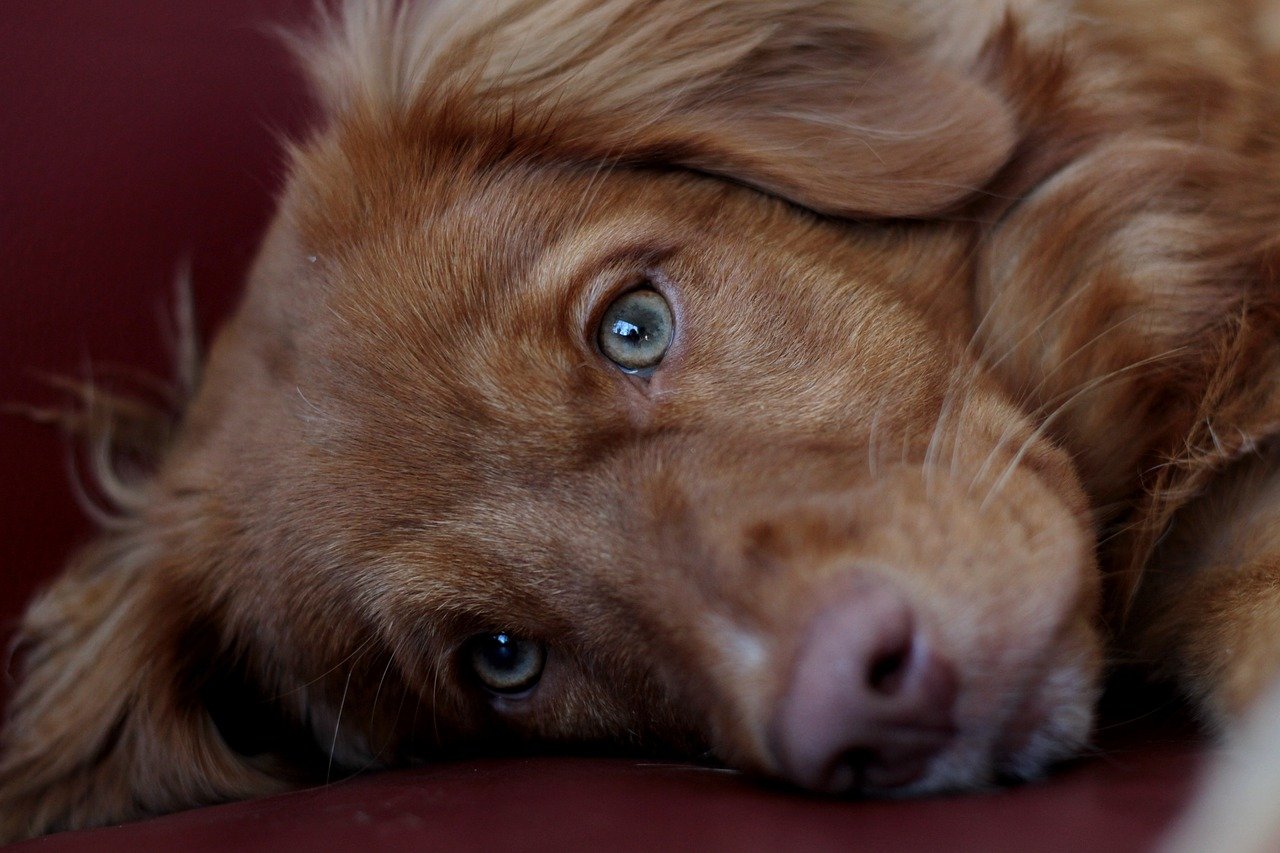 Gives You Puppy Eyes (image credits: pixabay)