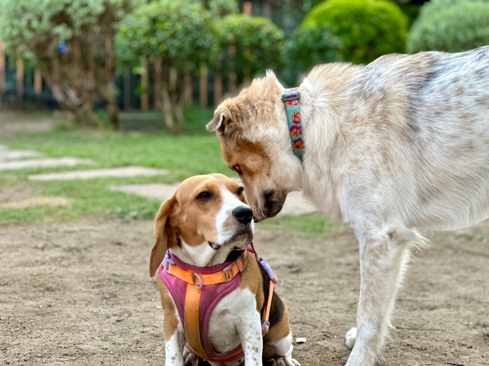 They Nuzzle You (image credits: wikimedia)