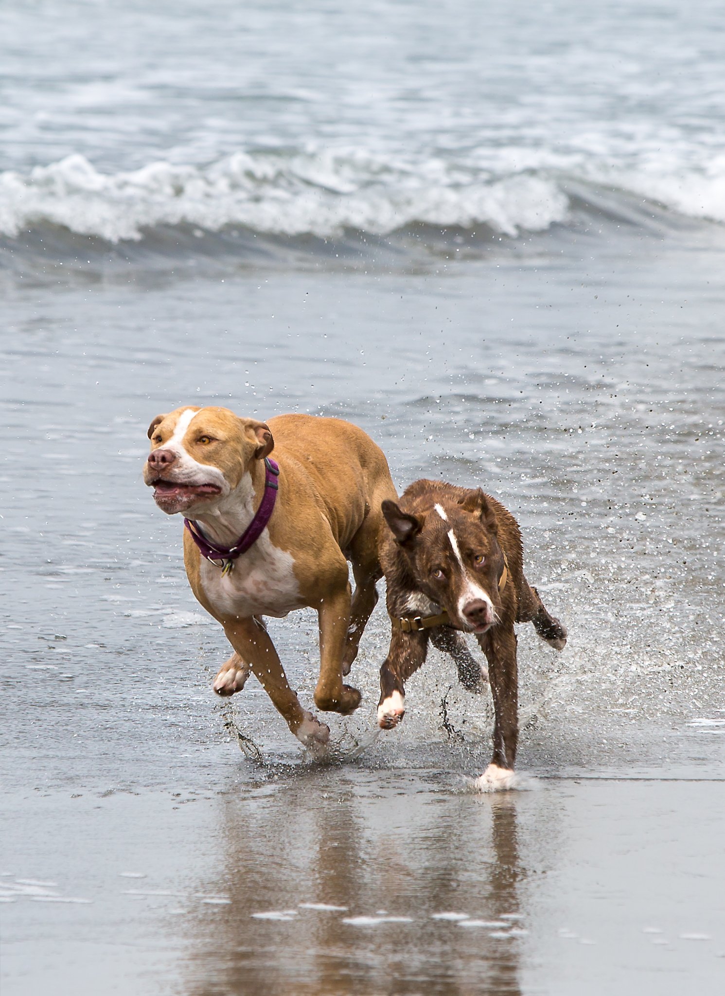 Training and Socialization: Key to a Happy Pet (image credits: wikimedia)