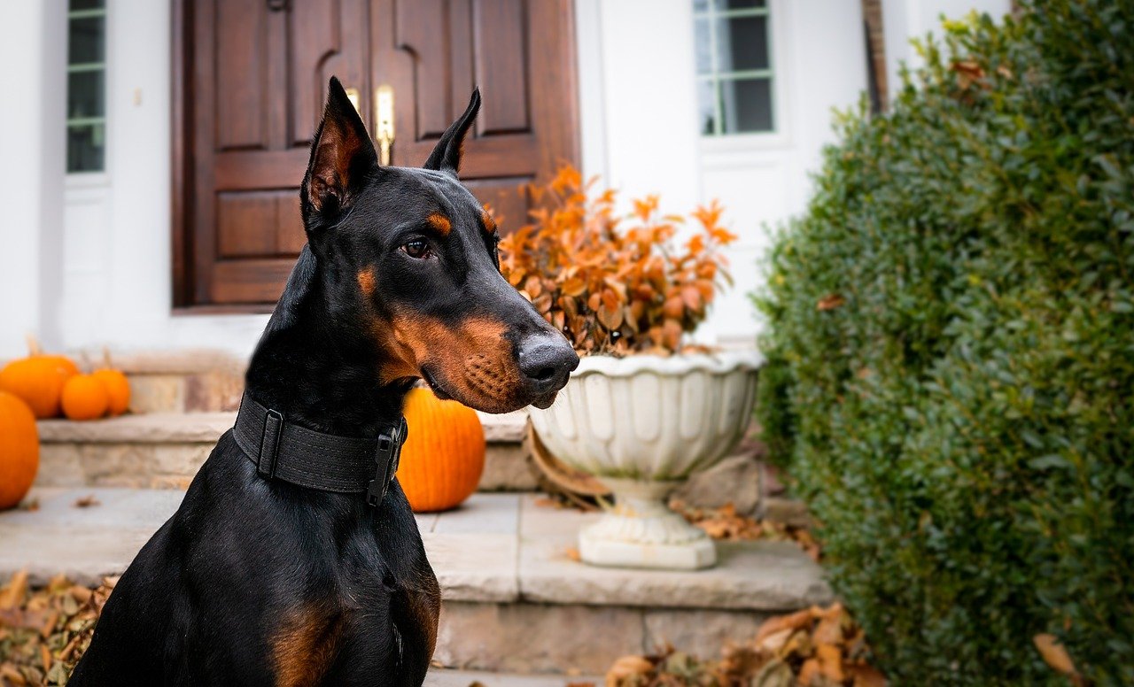 Family Dynamics and the Doberman (image credits: pixabay)