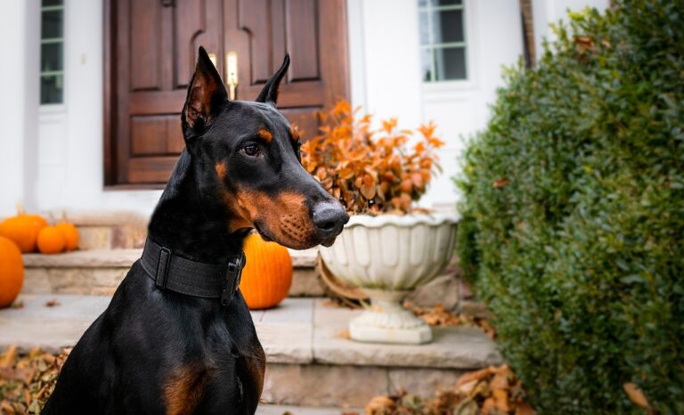 Are You the Right Human for a Doberman?