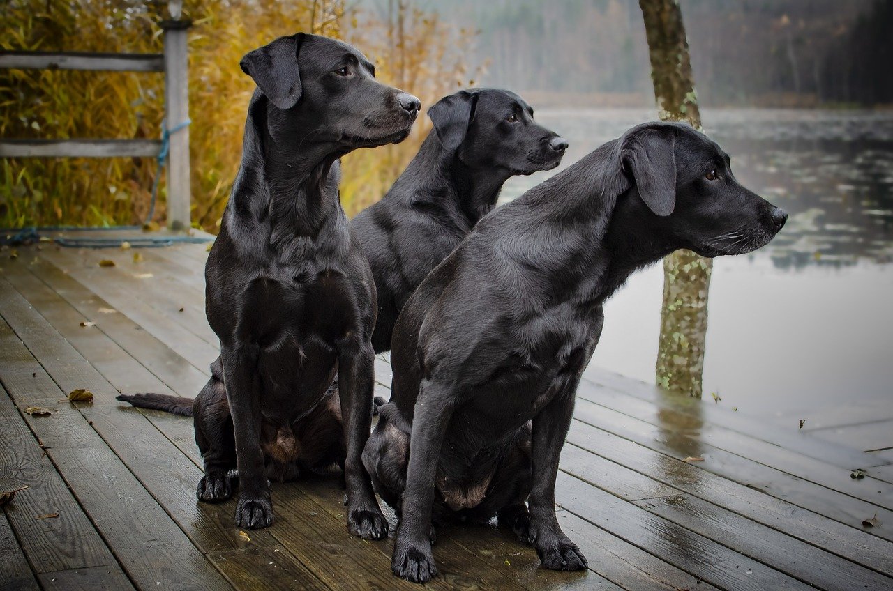 The Allure of Popular Dog Breeds (image credits: pixabay)