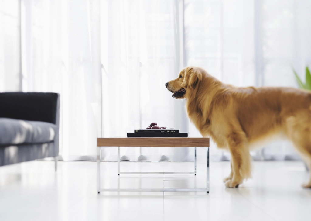 Space Constraints and Living Environment (image credits: rawpixel)