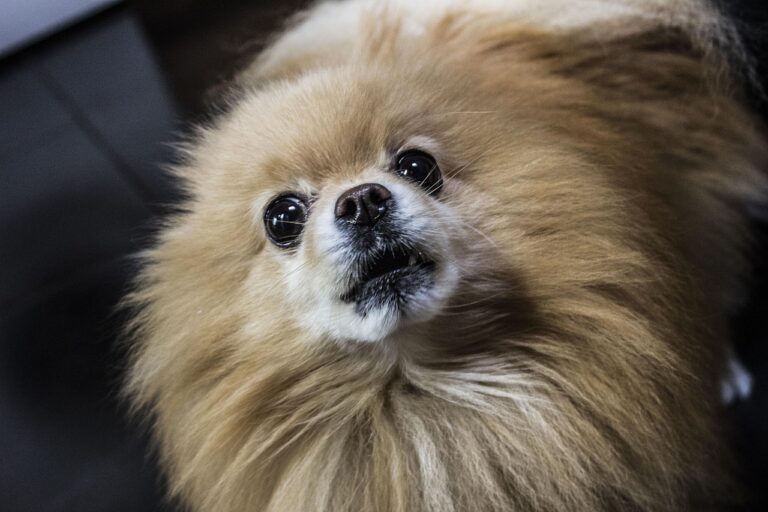 The One Mistake Dog Owners Make That Leads to Aggressive Behavior