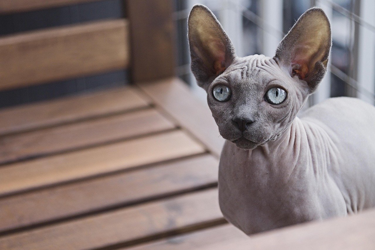Sphynx: The Hairless Cuddle Bug (image credits: pixabay)