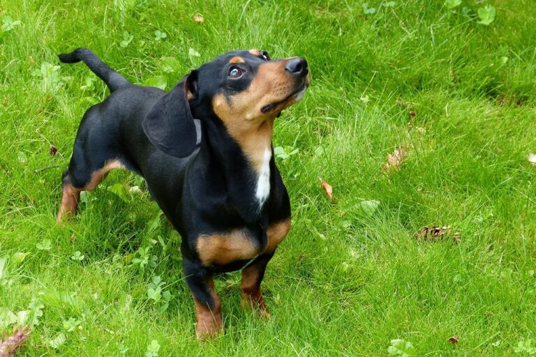 How a Dachshund Stubbornness Challenges Owners With a Soft Spot