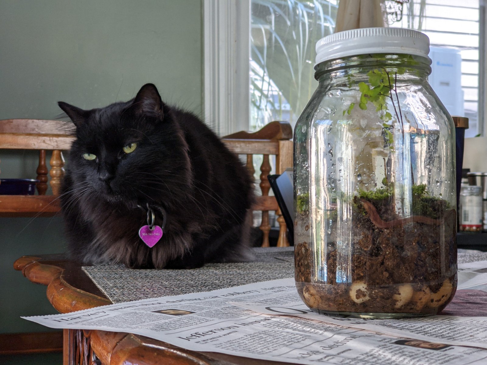 Following You Around: The Shadow Cat (image credits: wikimedia)