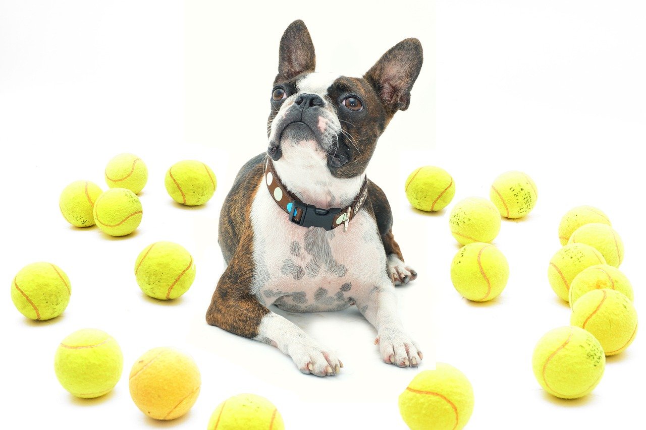 Boston Terrier: The Friendly Gentleman (image credits: pixabay)