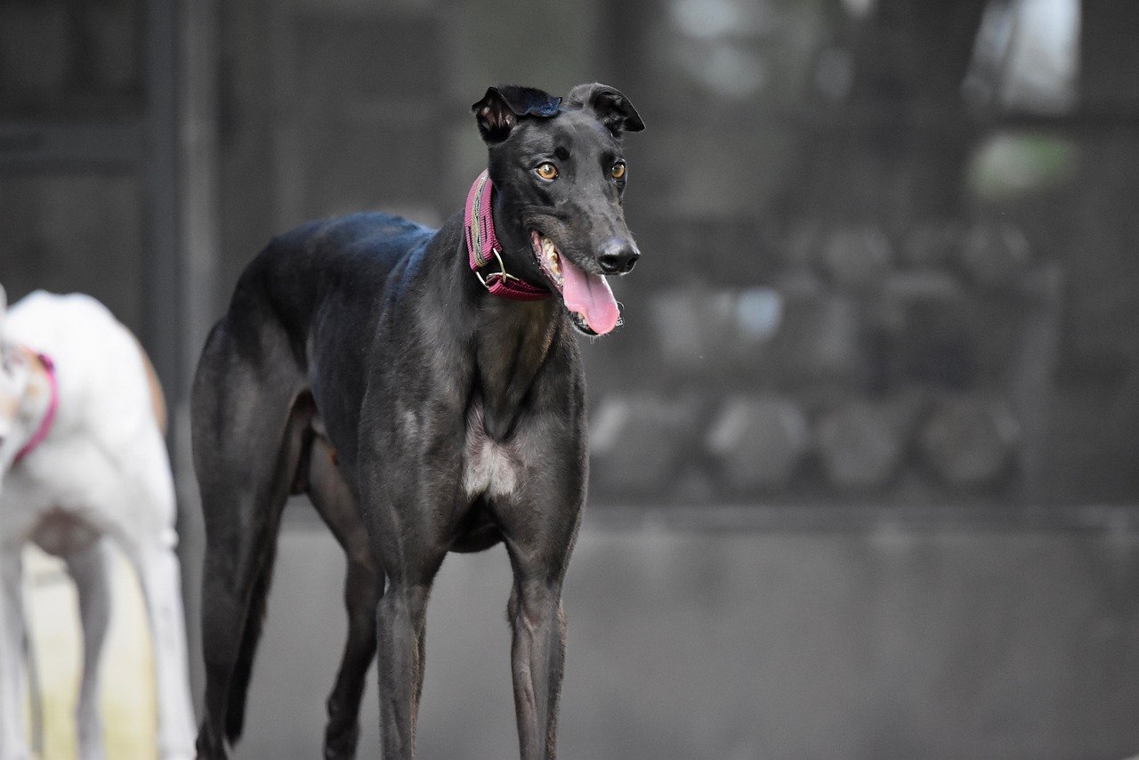 Greyhound: The Laid-Back Athlete (image credits: pixabay)