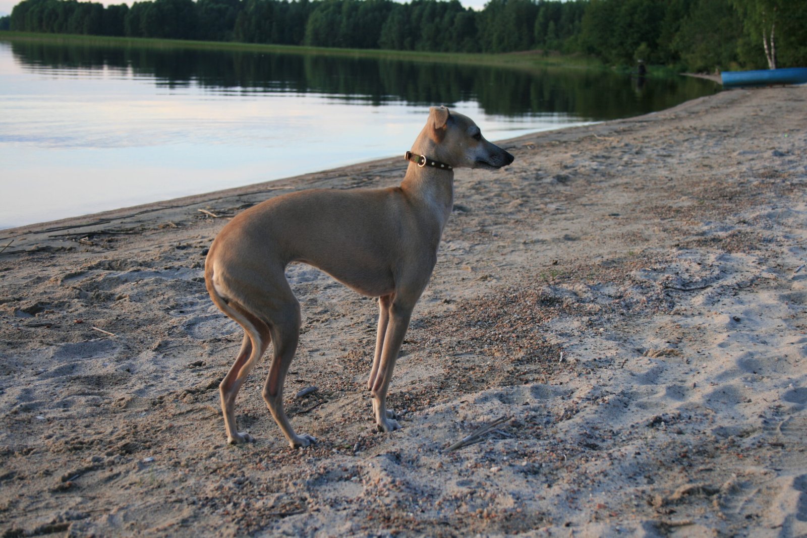 Italian Greyhound: The Elegant Companion (image credits: wikimedia)