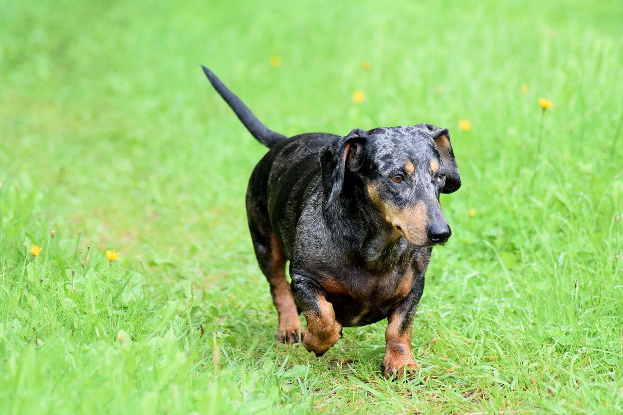 Dachshund: The Spirited Sausage Dog (image credits: pixabay)