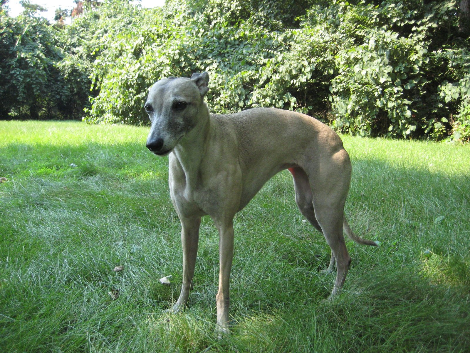 Whippet: The Calm Canine (image credits: wikimedia)
