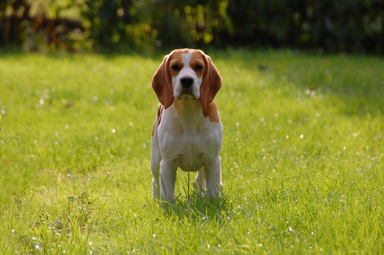 Beagle: The Curious Adventurer (image credits: pixabay)