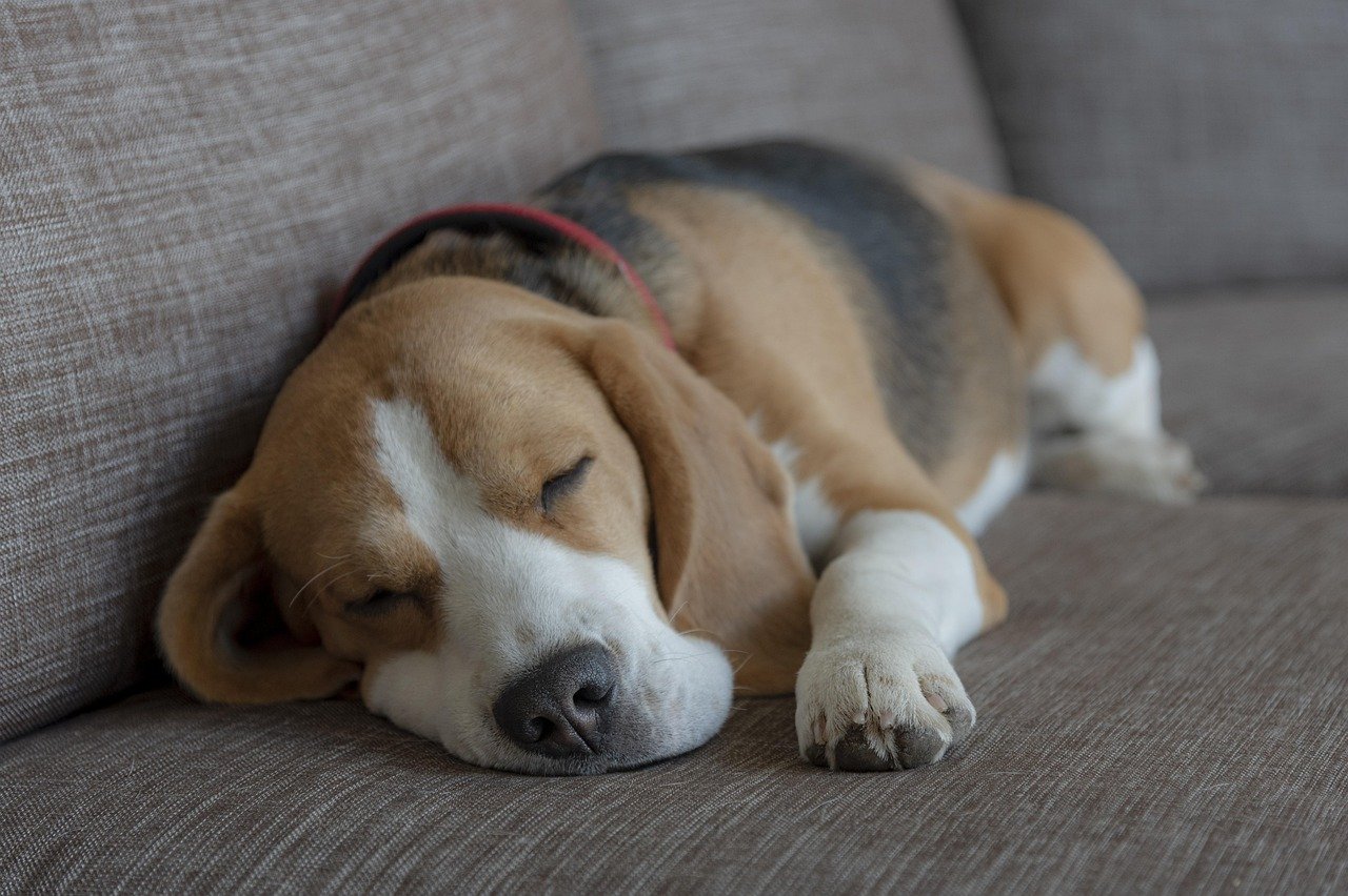 A Source of Unconditional Love (image credits: pixabay)