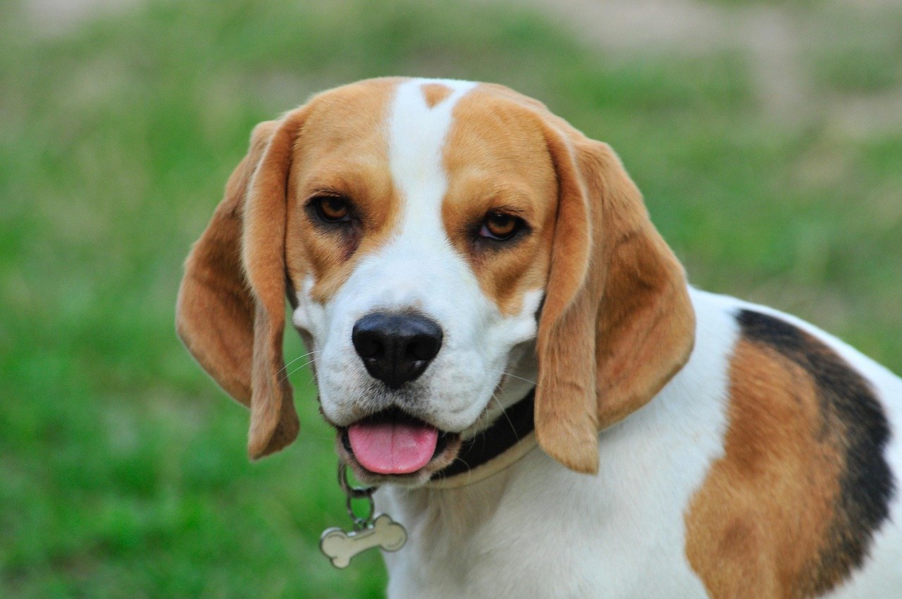 Why Beagles and Kids Make a Perfect Match