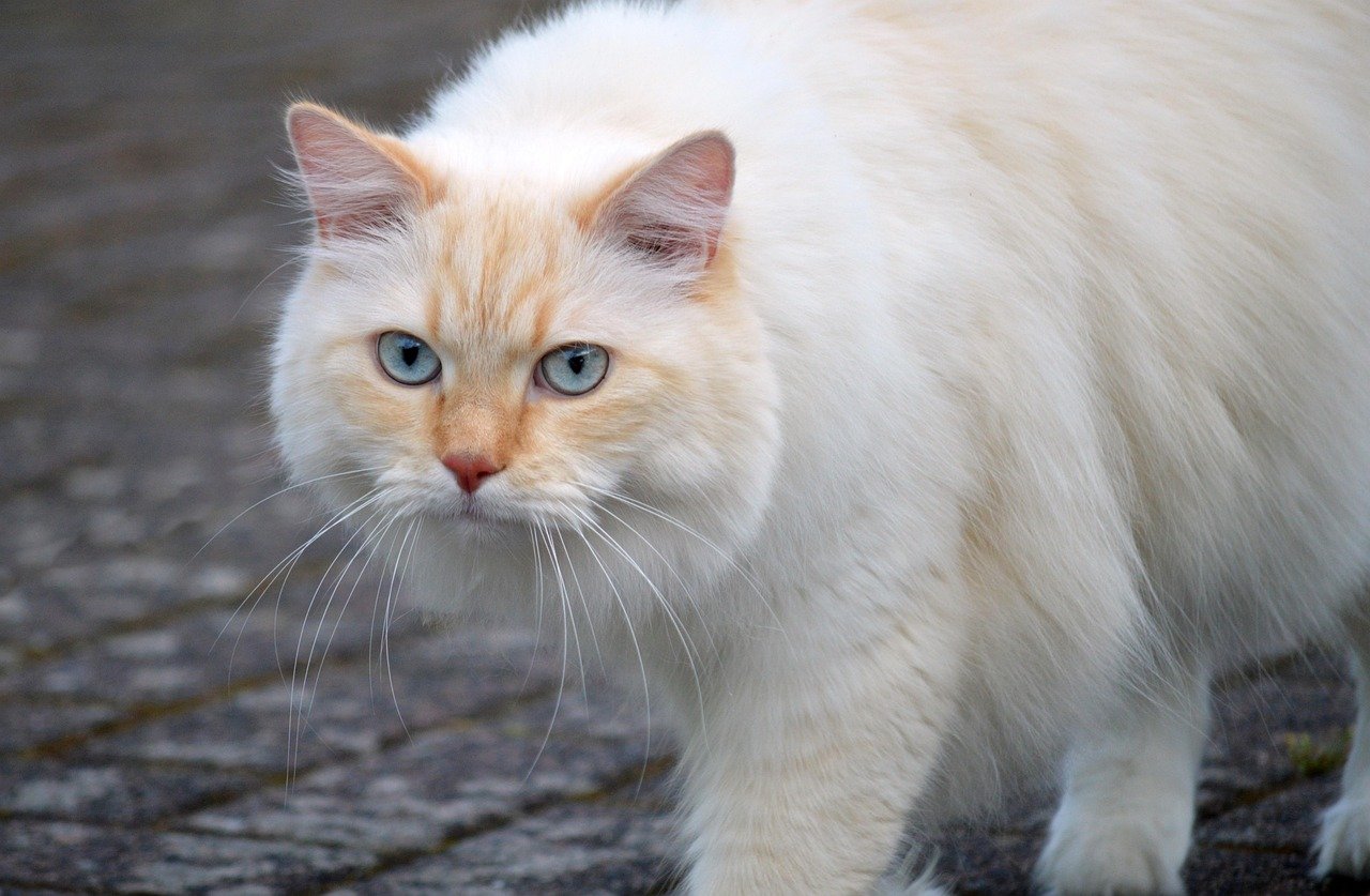 Soft Cat Food: A Gentle Choice for Sensitive Teeth (image credits: pixabay)