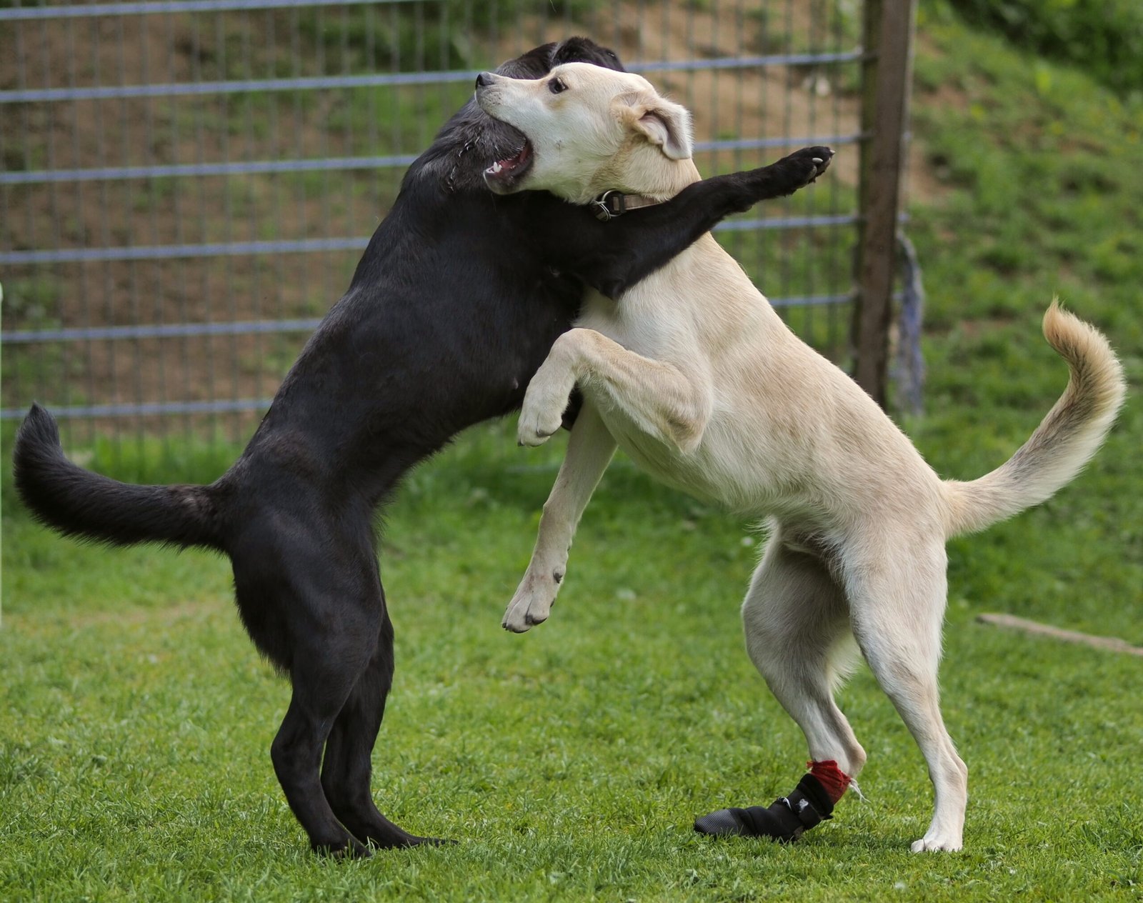 Socialization and Interaction (image credits: wikimedia)