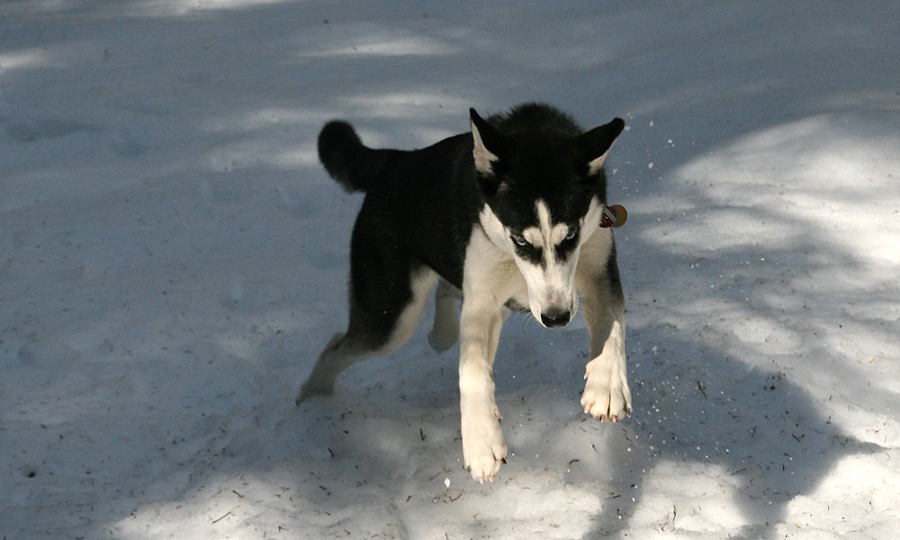 Strong Prey Drive (image credits: wikimedia)