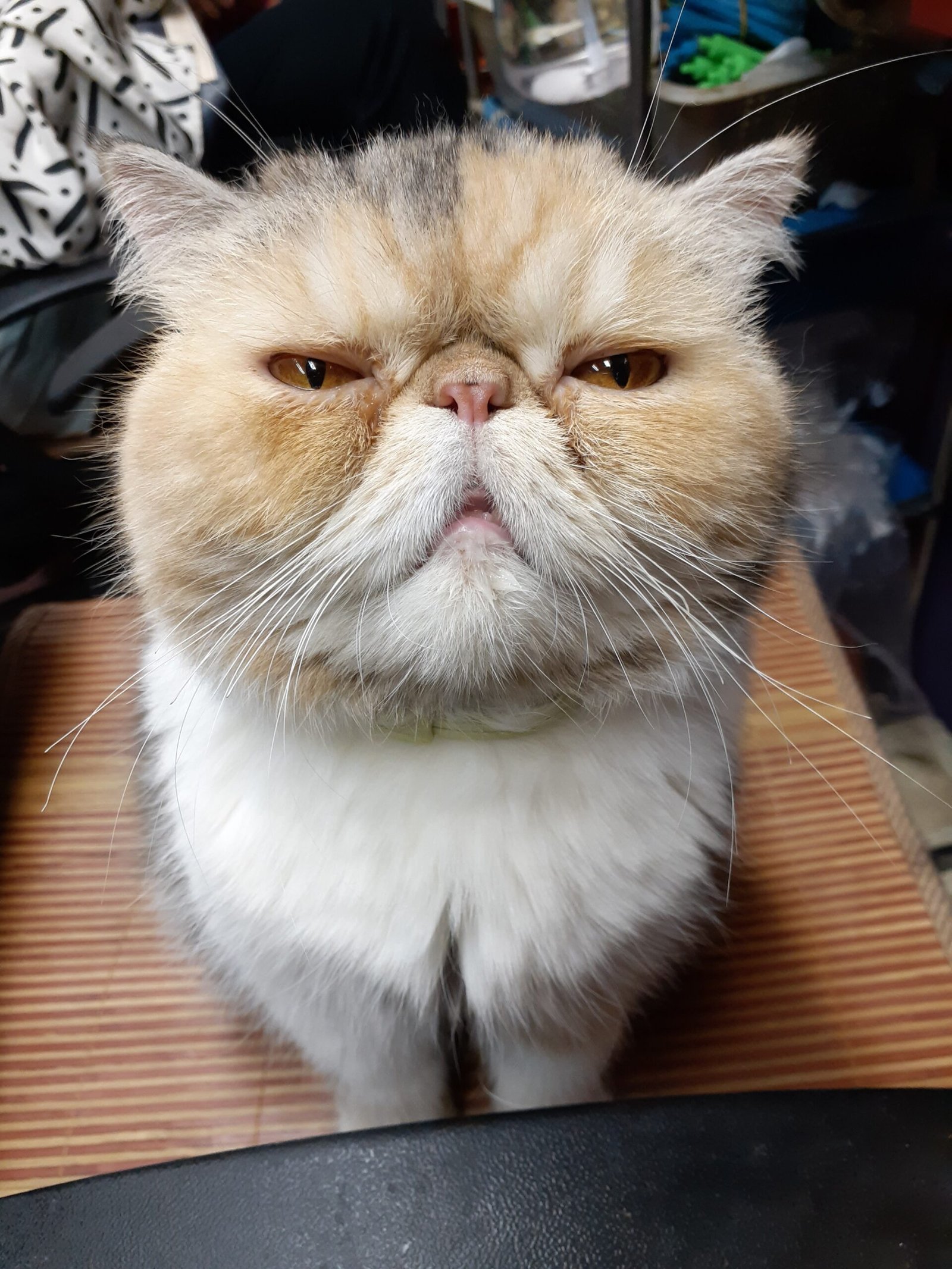 Exotic Shorthair: The Laid-Back Charmer (image credits: wikimedia)