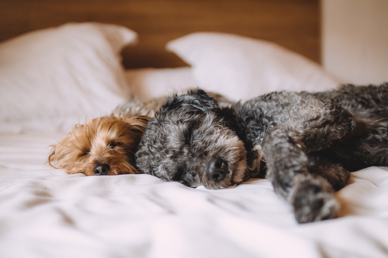 Why Letting Your Dog Sleep in Your Bed Is a Huge Mistake