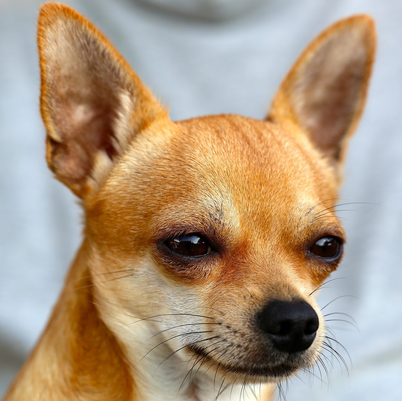 1. Chihuahua: The Tiny Titan (image credits: pixabay)