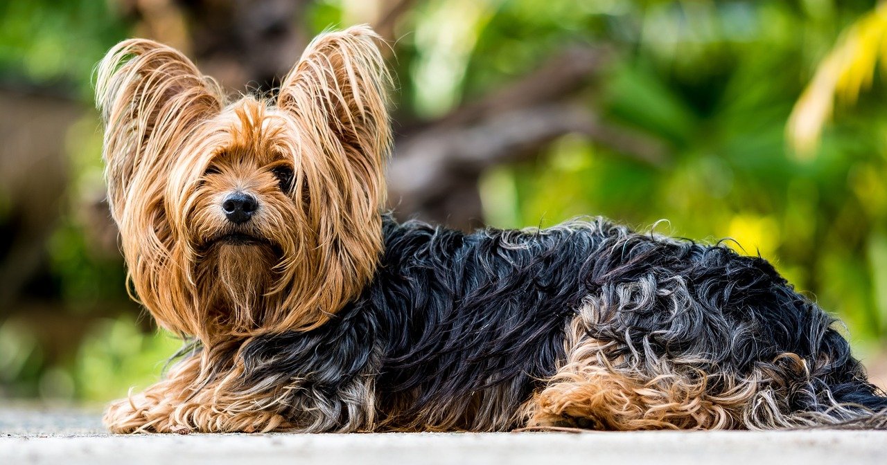 8. Yorkshire Terrier: The Fearless Fashionista (image credits: pixabay)