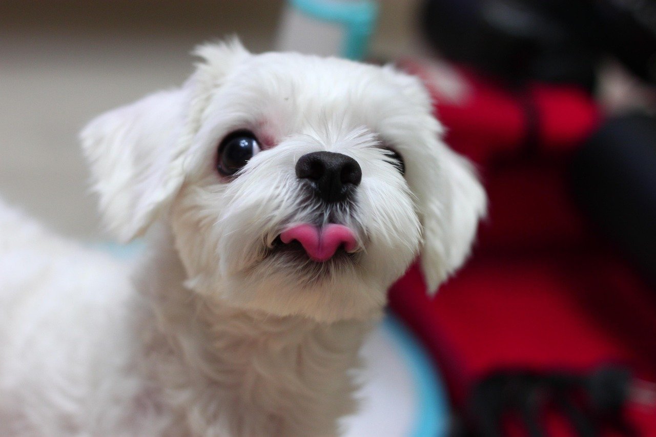 14. Maltese: The Dainty Defender (image credits: pixabay)