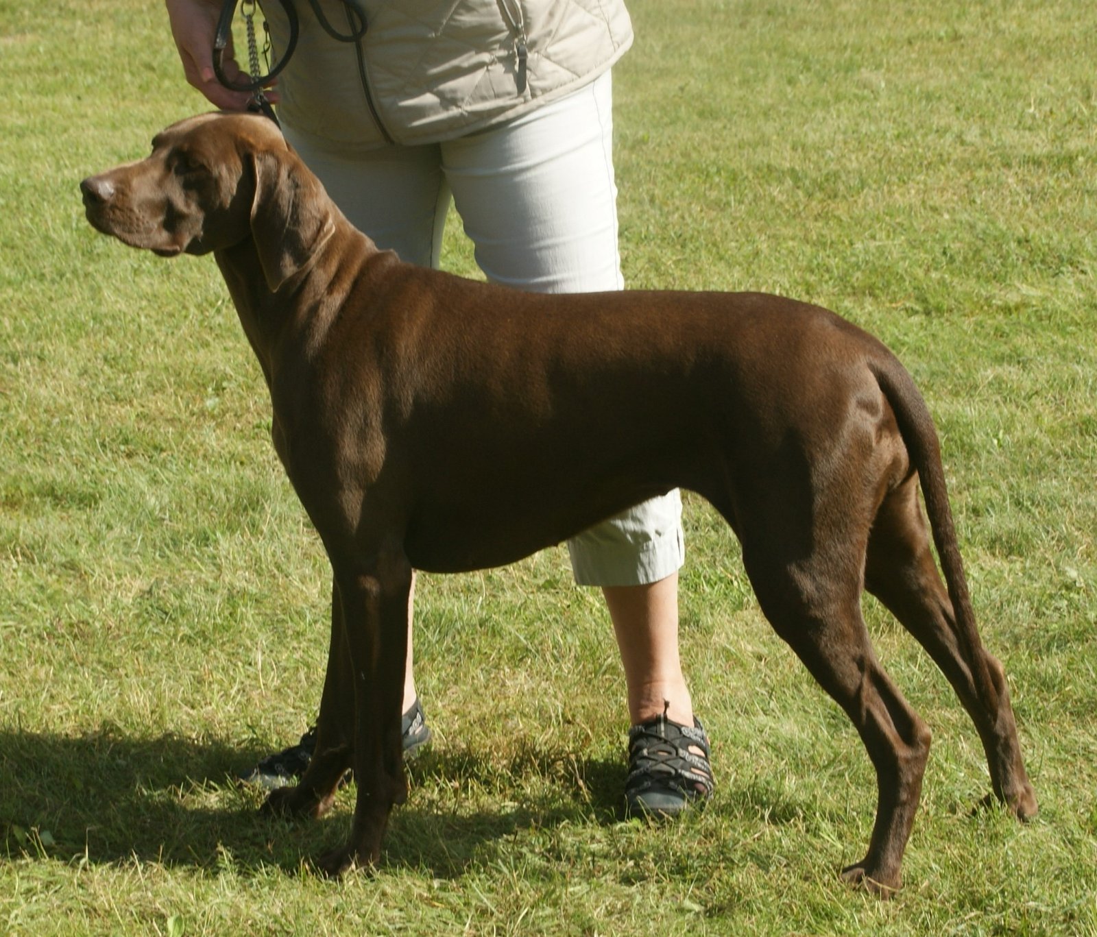 #9: German Shorthaired Pointer (image credits: wikimedia)