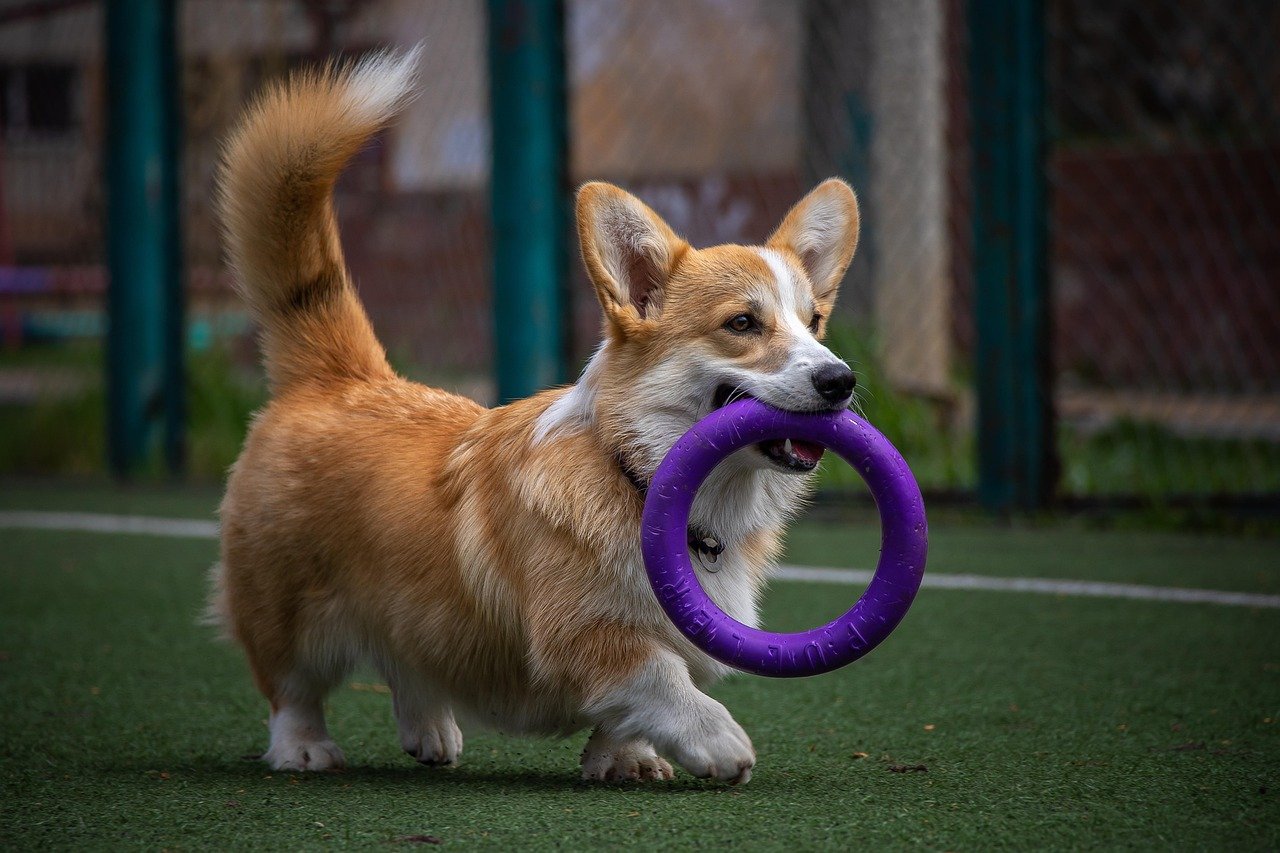 Agility Training (image credits: pixabay)