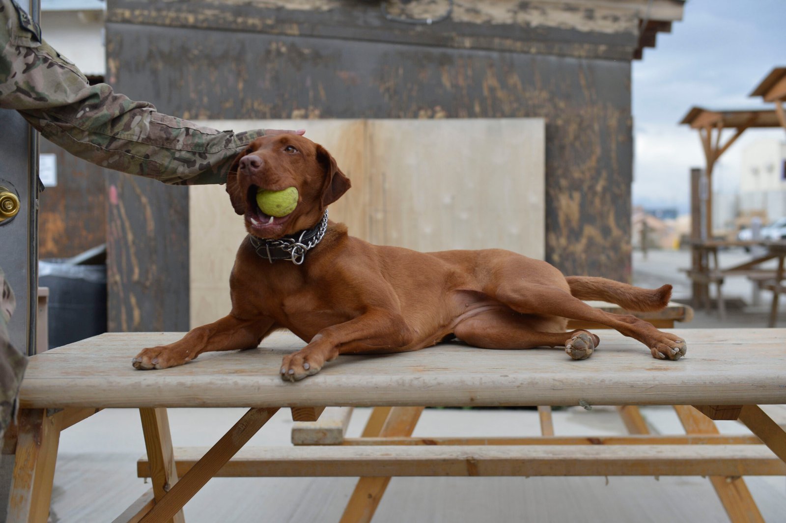 Engaging Toys and Chews (image credits: wikimedia)