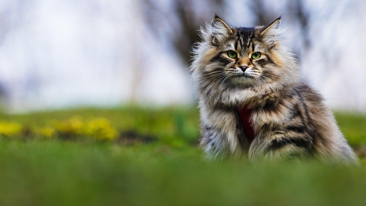 The Siberian: A Gentle Giant (image credits: pixabay)