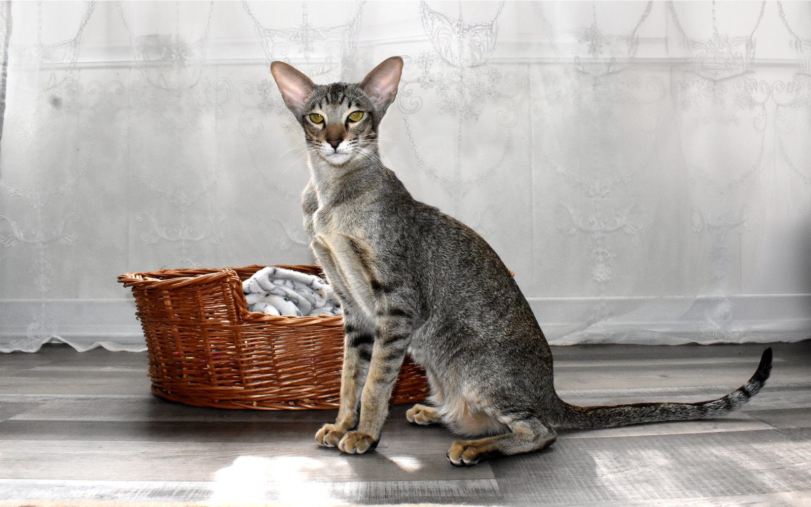 The Oriental Shorthair: Sleek and Stylish (image credits: wikimedia)