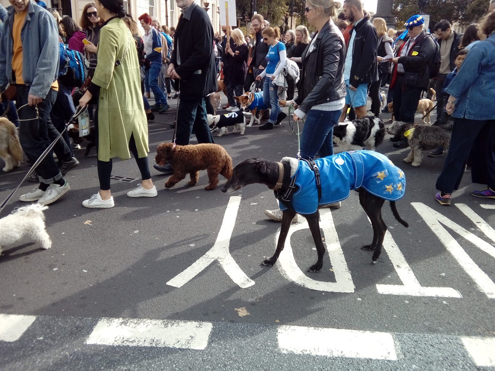 Why Some Say Neutering Your Dog Is Animal Cruelty