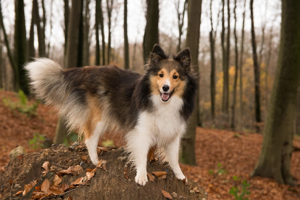 Sheltie (Shetland Sheepdog): The Loyal Protector (image credits: rawpixel)