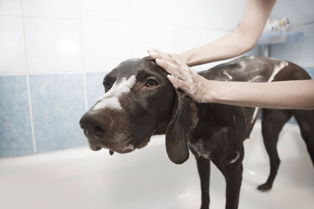 Grooming: The Gentle Touch of Care (image credits: rawpixel)