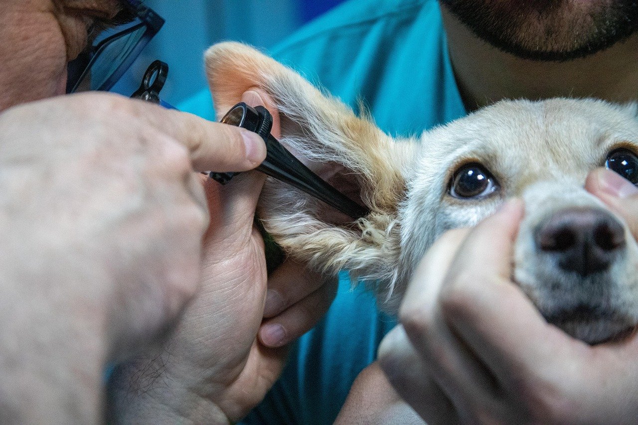 Veterinary Care: A Commitment to Health (image credits: pixabay)