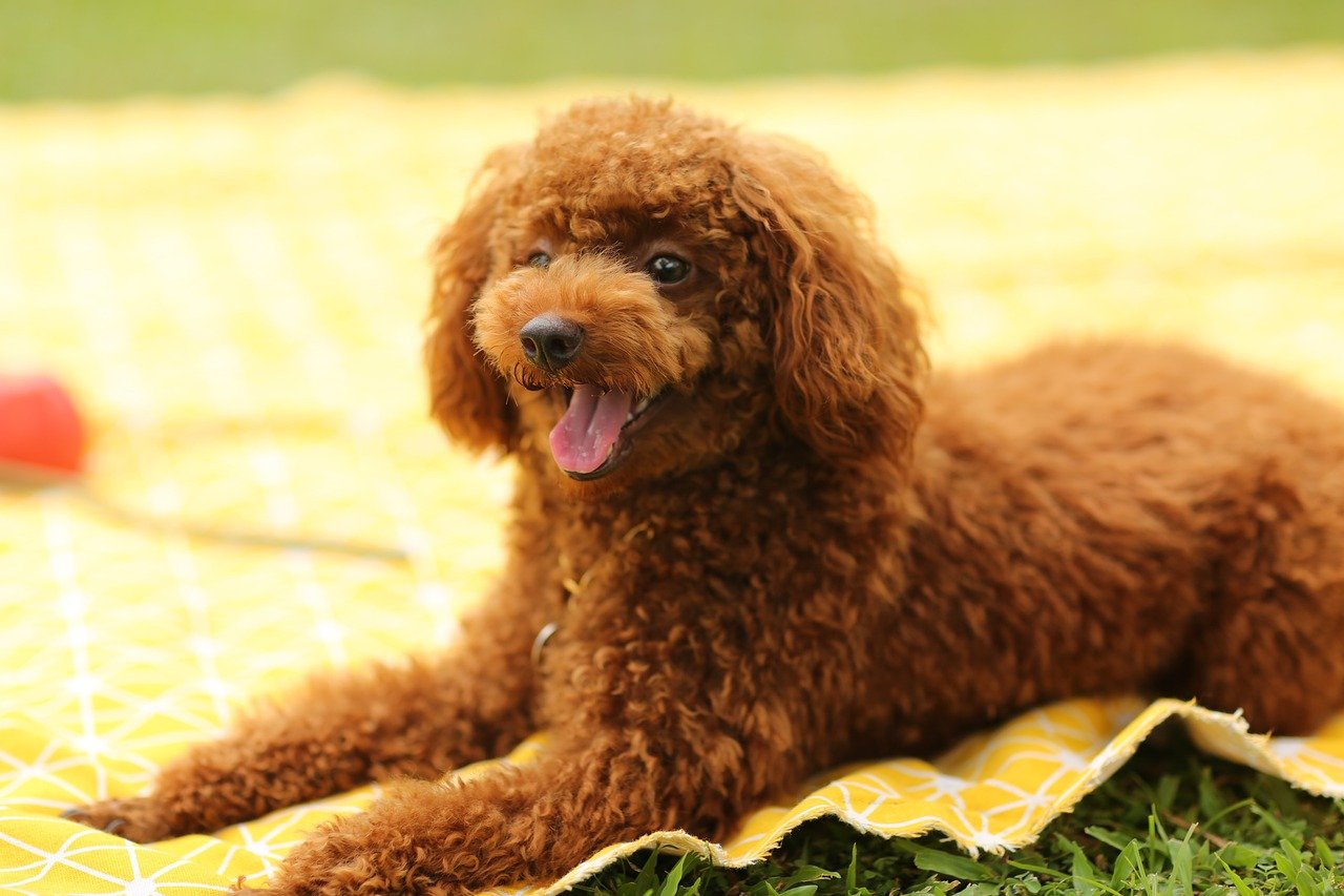 Poodle: The Sensitive Friend (image credits: pixabay)