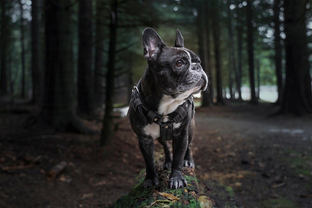French Bulldog: The Charming Comforter (image credits: pixabay)