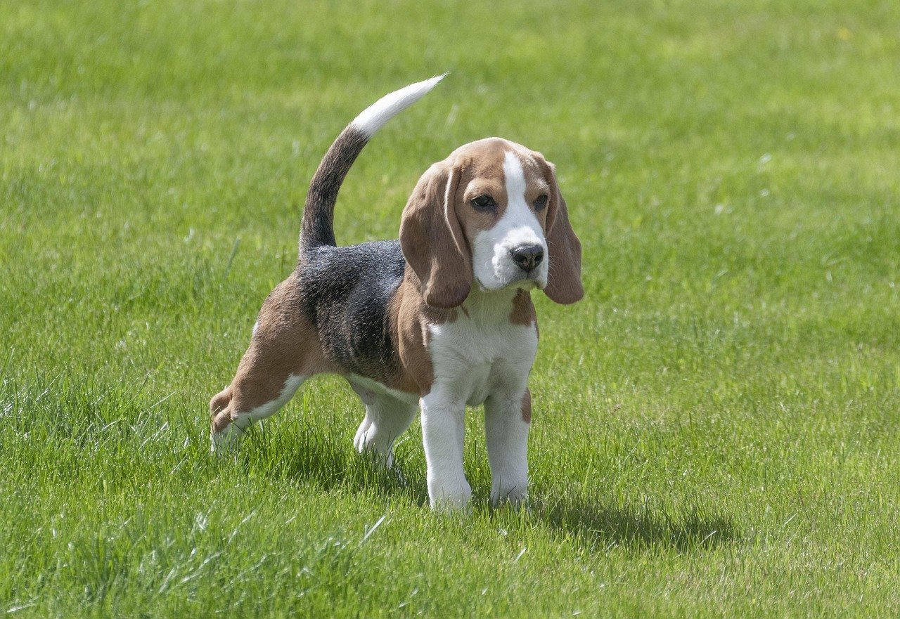 Beagle: The Joyful Supporter (image credits: pixabay)