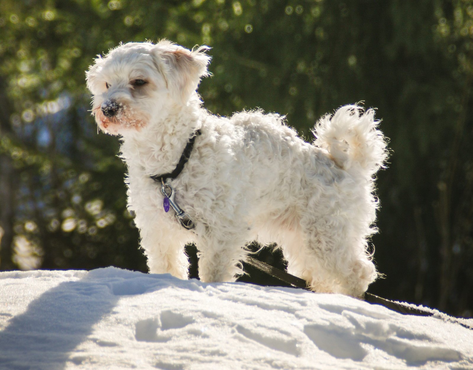 Havanese: The Social Butterfly (image credits: wikimedia)