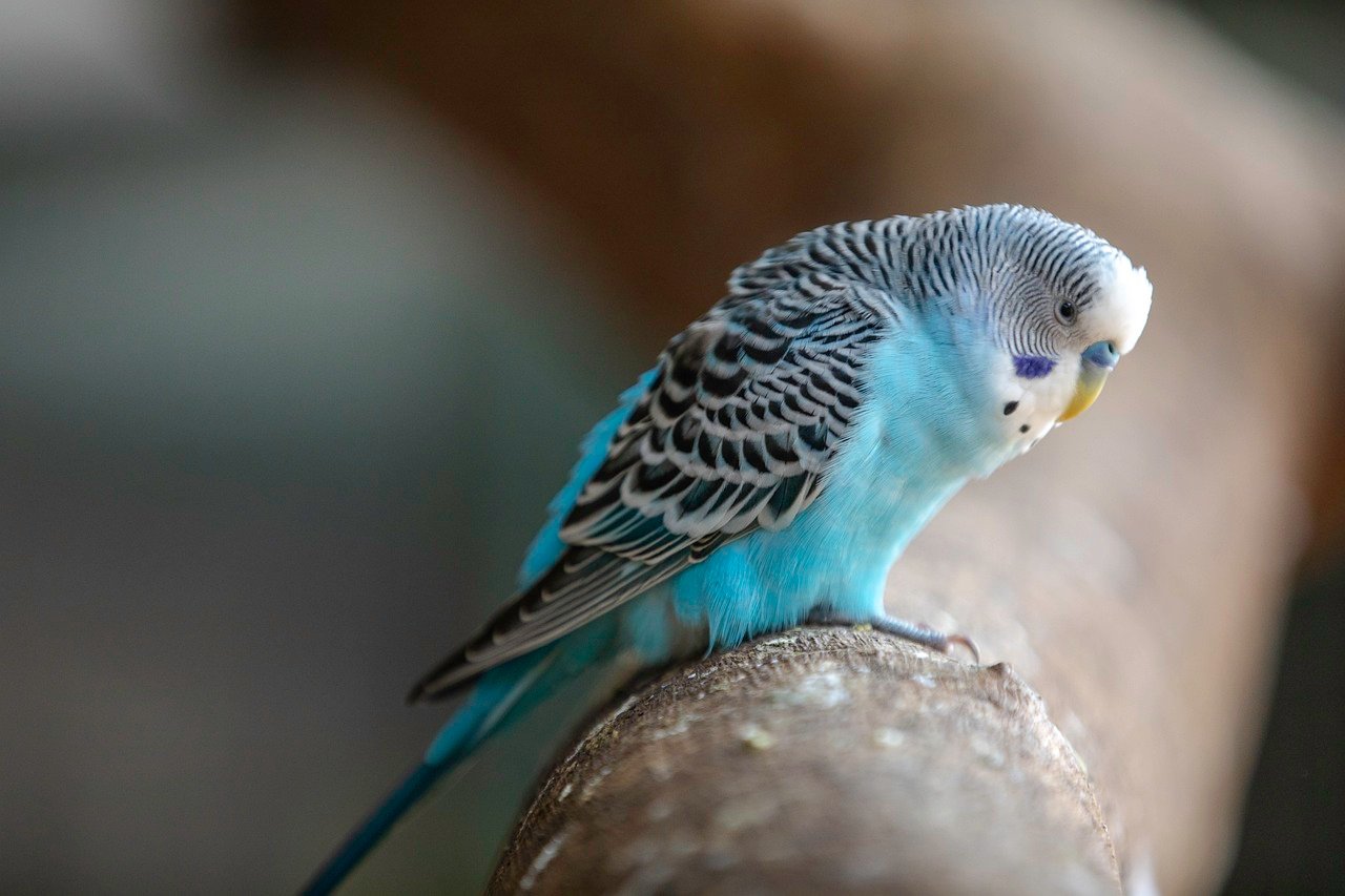 Budgerigars: The Small Wonders (image credits: pixabay)
