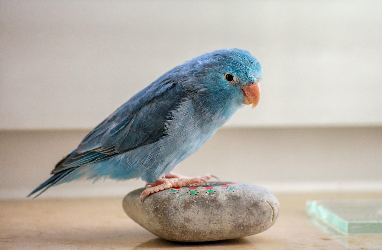 Parrotlets: The Tiny Dynamos (image credits: pixabay)