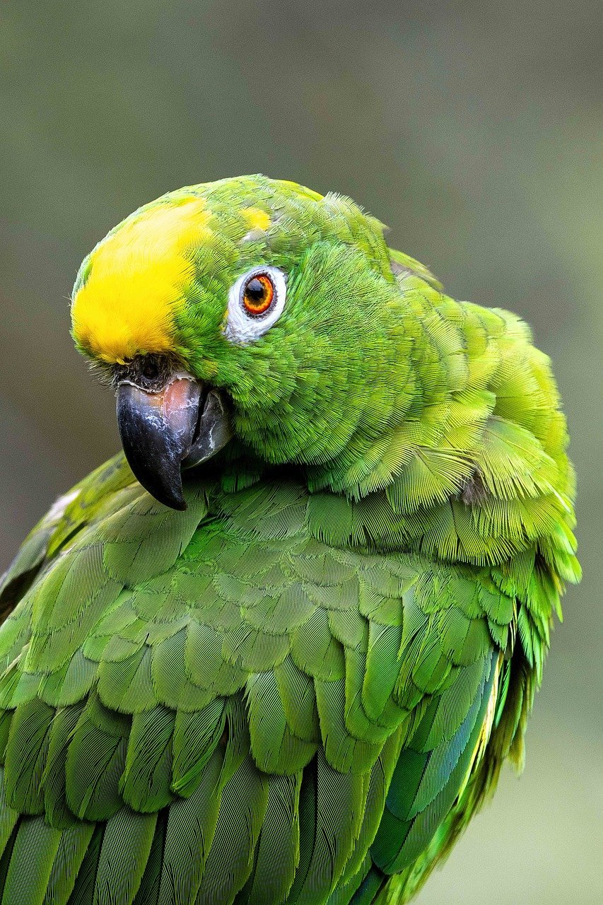 Amazon Parrots: The Talkative Entertainers (image credits: pixabay)